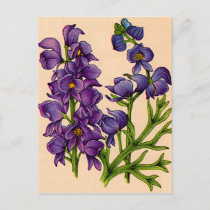 lila Monkshoods Postkarte