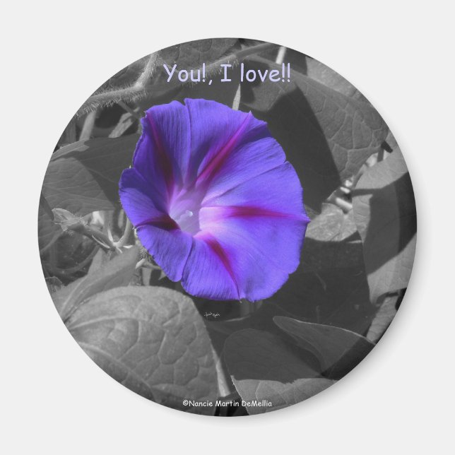 Lila Morning Glory-Magnet Magnet (Vorne)