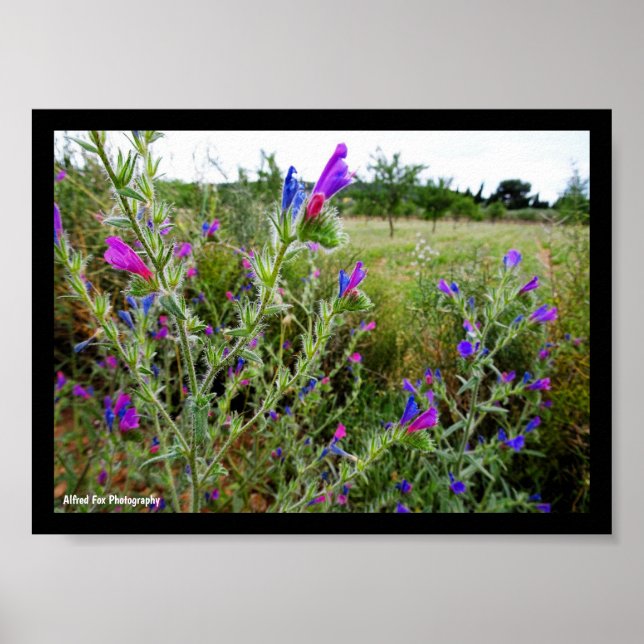Lila Natternkopf, Echium Plant Poster (Vorne)