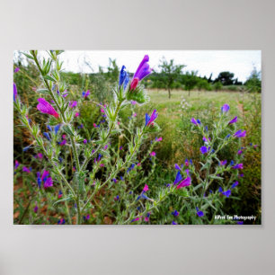 Lila Natternkopf, Echium Plant Poster