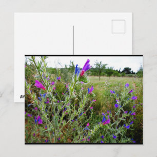 Lila Natternkopf, Echium Plant Postkarte