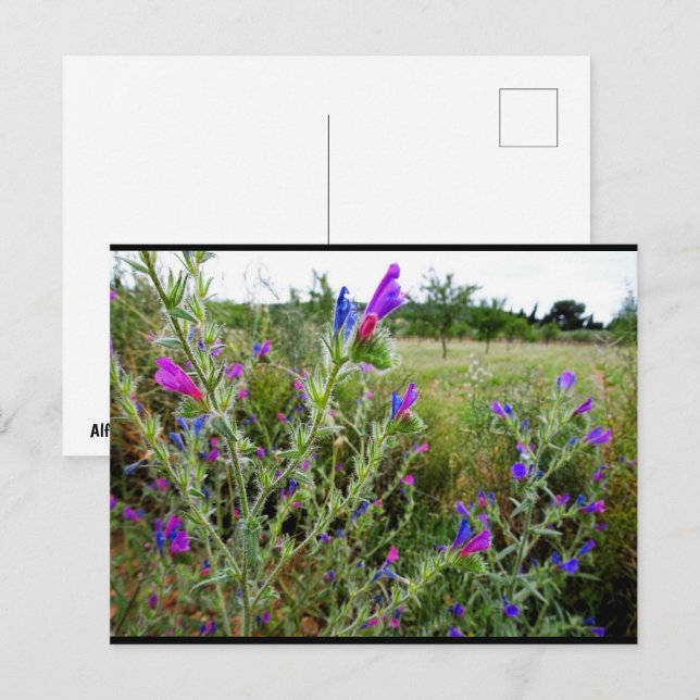 Lila Natternkopf, Echium Plant Postkarte (Vorne/Hinten)