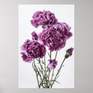 Lila Nelken Blume Art Print Poster