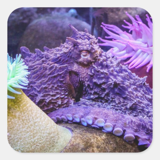 Lila Oktopus Quadratischer Aufkleber (Vorderseite)