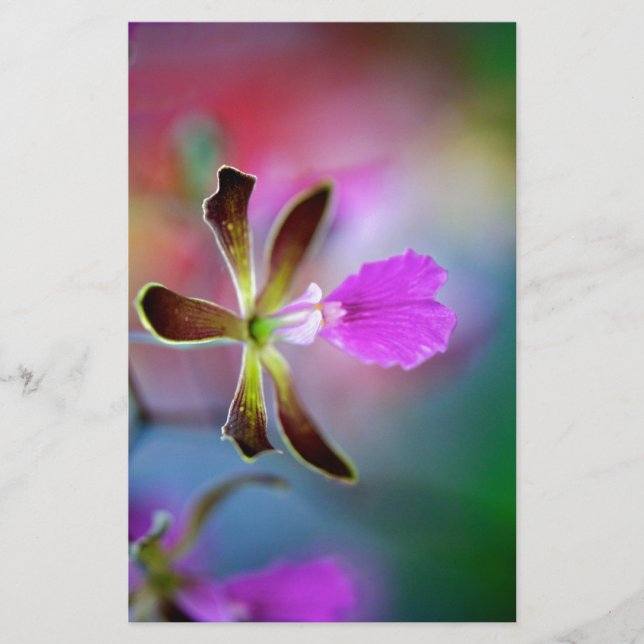 Lila Orchid (Vorderseite)