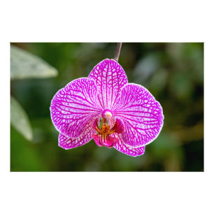 Lila Orchid-Blume-Foto in Pink Fotodruck