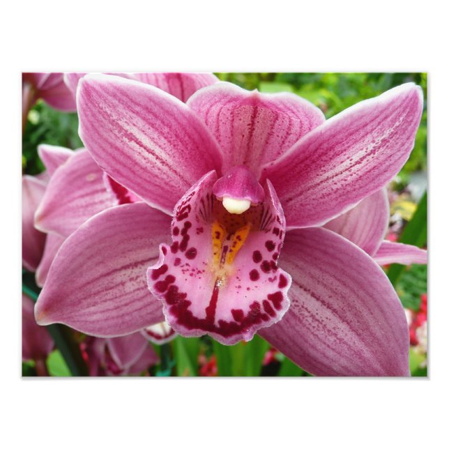Lila Orchid Elegante Fotodruck (Vorne)