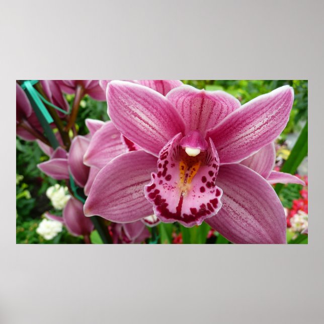 Lila Orchid Elegante Poster (Vorne)