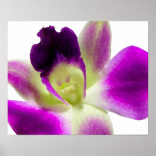 Lila Orchid-Poster Poster