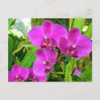 Lila Orchid Postkarte