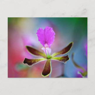 Lila Orchid Postkarte