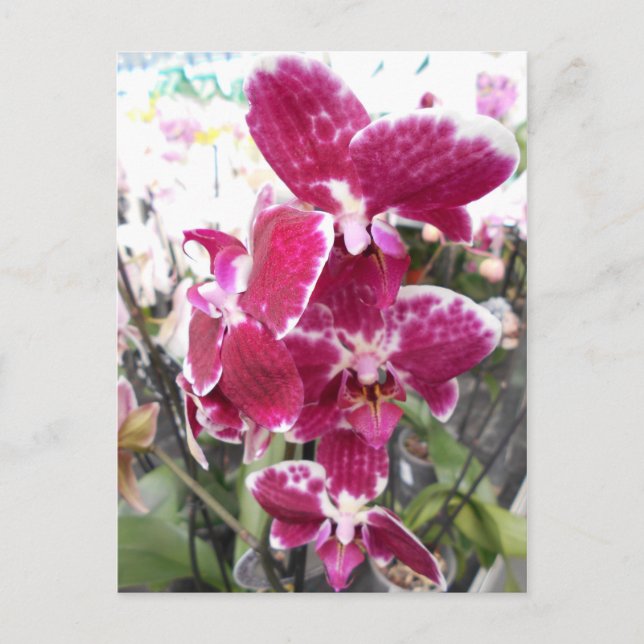 Lila Orchid Postkarte (Vorderseite)