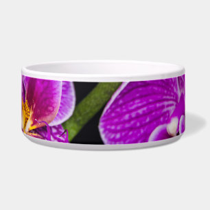Lila Orchidee Napf