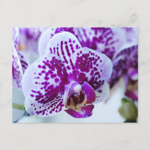 Lila Orchidee Postkarte