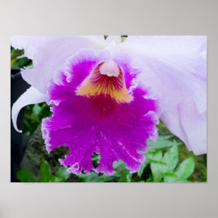 lila Orchideen-Blume Poster
