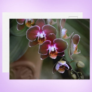 Lila Orchideen Fotografische Botanik Postkarte