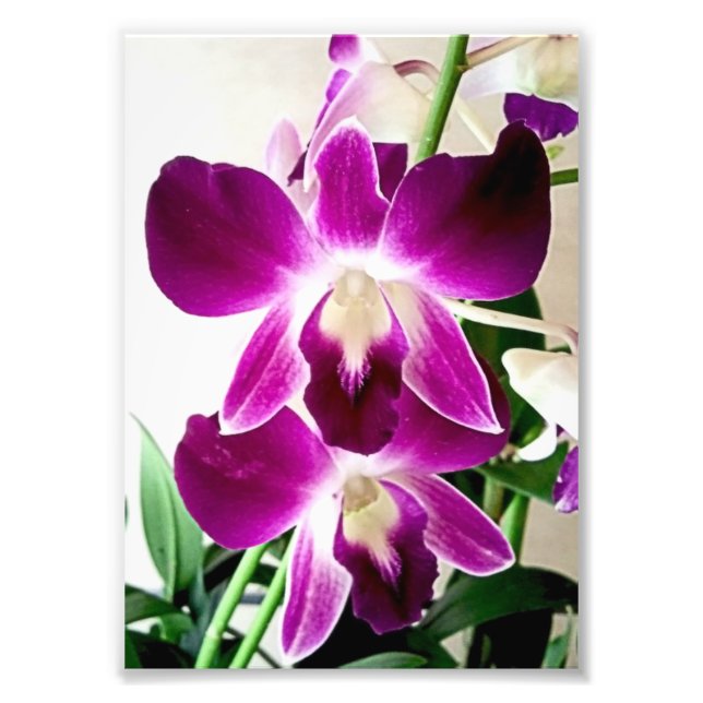 Lila Orchideen für Fotografie (Vorne)