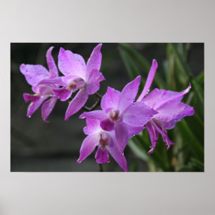 Lila Orchideen Poster