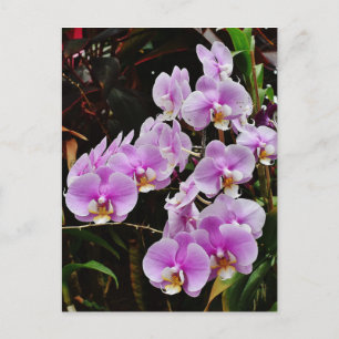 Lila Orchideen Postkarte