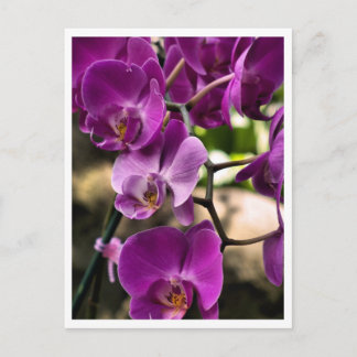 lila Orchideen Postkarte