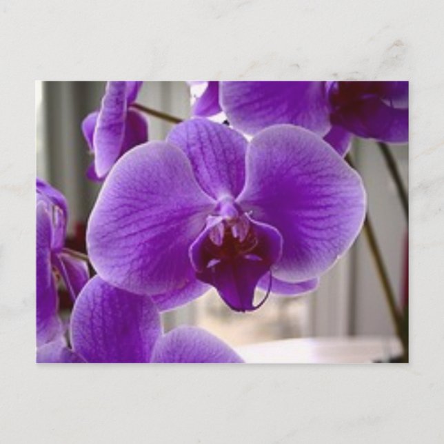 Lila Orchideen Postkarte (Vorderseite)