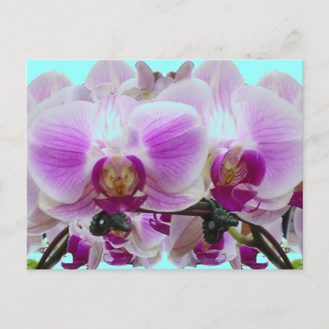 Lila Orchideen Postkarte (Vorderseite)