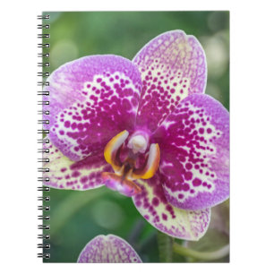 Lila Orchideennotizbuch Notizblock