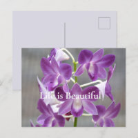 Lila Orchids Kauai Hawaii