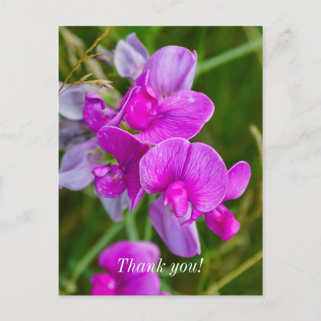 Lila Orchids Vielen Dank Postcard Postkarte (Vorderseite)