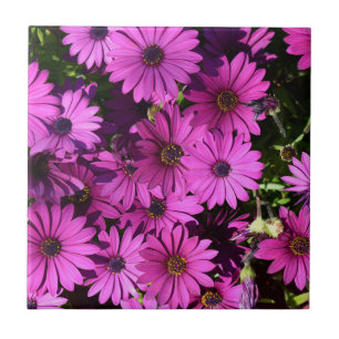 Lila Osteospermum-Blume Fliese