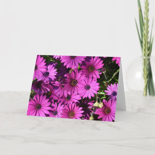 Lila Osteospermum-Blume Karte (Vorderseite)