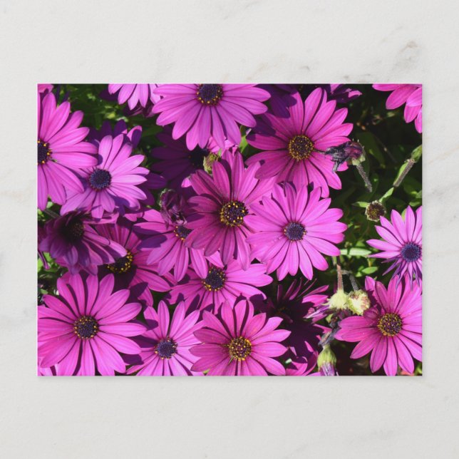Lila Osteospermum-Blume Postkarte (Vorderseite)
