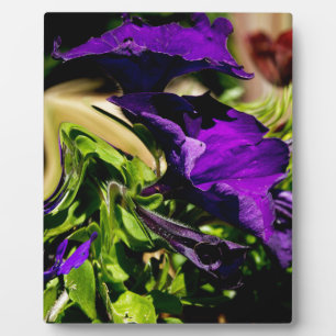 Lila Panik Fotoplatte