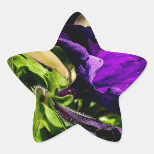 Lila Panik Stern-Aufkleber