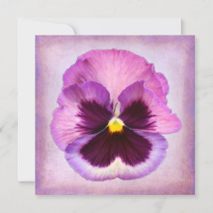Lila Pansy-Blume