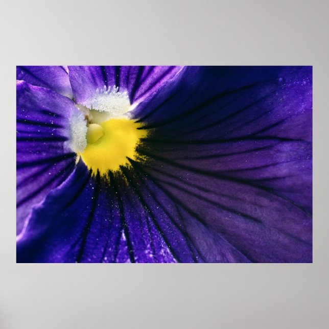 Lila Pansy Blume Makro Foto elegant Poster (Vorne)
