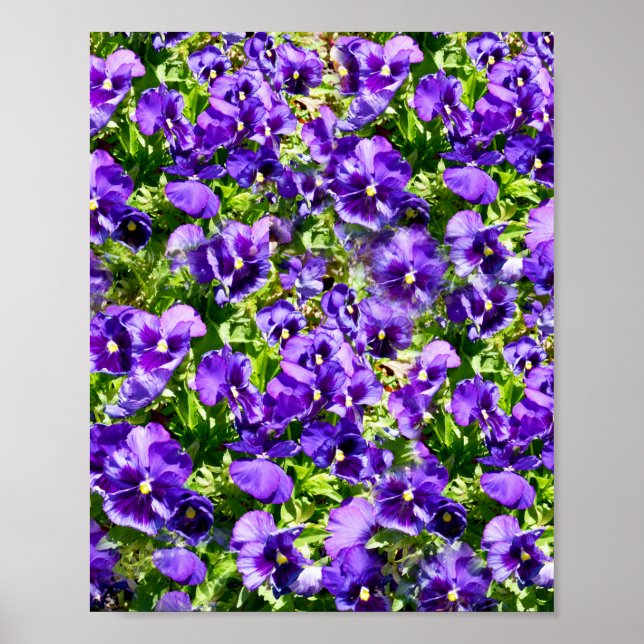 Lila Pansy Field, Poster (Vorne)