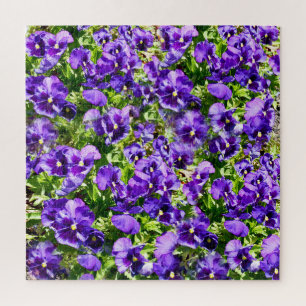 Lila Pansy Field, Puzzle