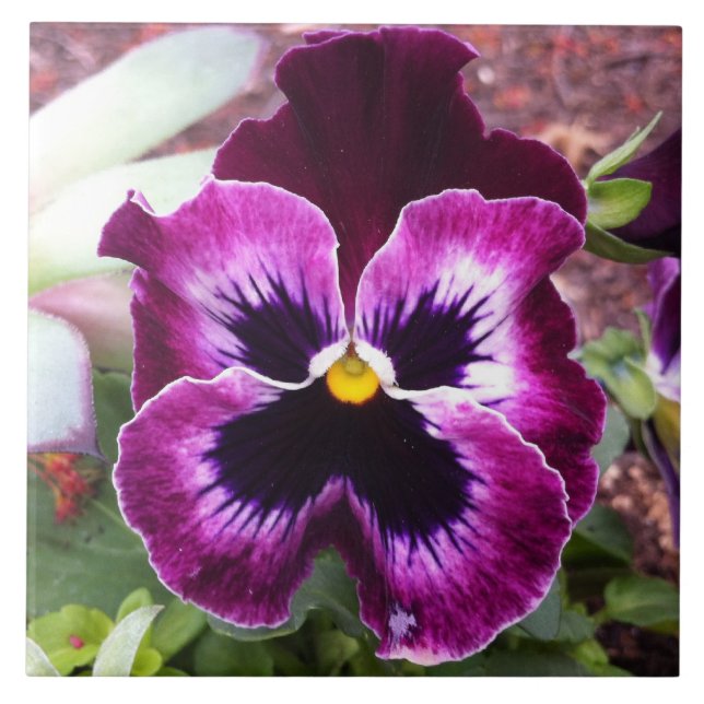 Lila Pansy-Fliese Fliese (Vorderseite)