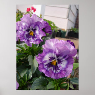Lila Pansy Floral Blume Fotoster Poster