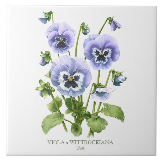 Lila Pansy Floral Botanischer Stil Kunst Fliese (Vorderseite)