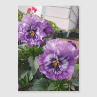 Lila Pansy Foto Blume Blumenkarton