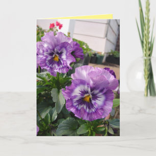 Lila Pansy Fotografie Blume Blumenkarte Karte
