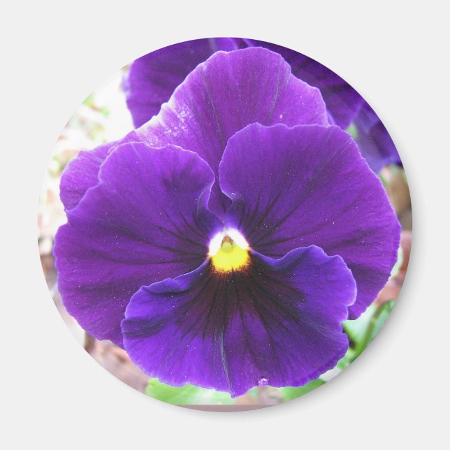 Lila Pansy Magnet (Vorne)