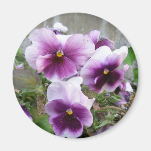 Lila Pansy-Magnet Magnet