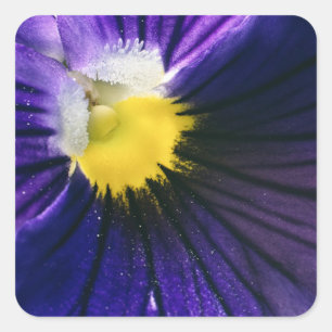Lila Pansy-Makro-Foto elegant Quadratischer Aufkleber