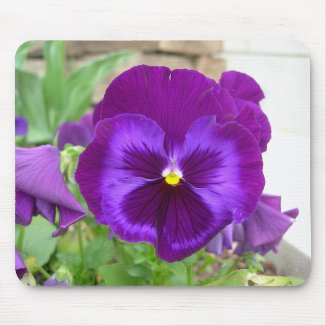Lila Pansy Mousepad (Vorne)