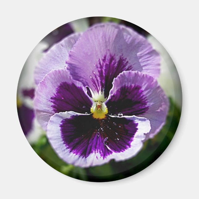 Lila Pansy Nah Up Magnet (Vorne)