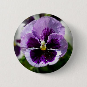 Lila Pansy-nahes hohes Button