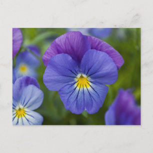 Lila Pansy Postkarte